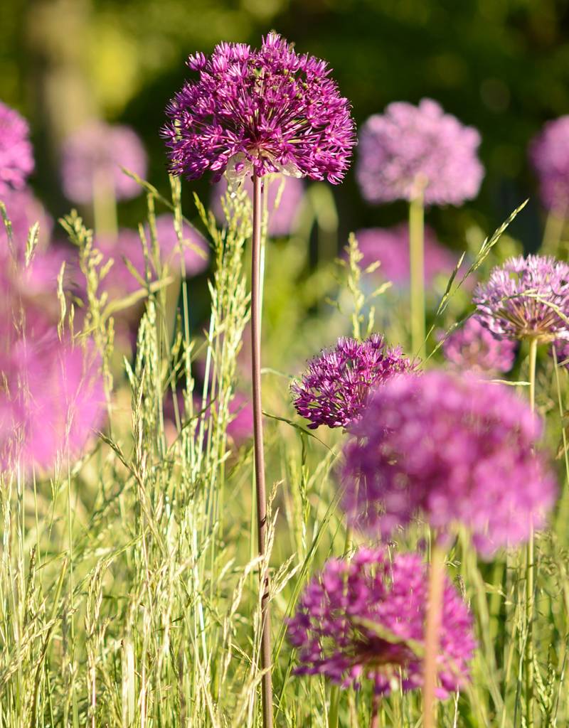 Zierlauch  Allium 'Purple Sensation', BIO (Sternkugel-Lauch) - Günstige XL-Packung