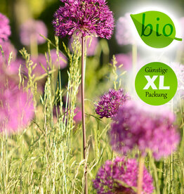 Zierlauch  Allium 'Purple Sensation', BIO - XL-Vorteilspackung