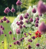 Kugellauch (Kugelköpfiger)  Allium sphaerocephalon (Kugellauch), BIO - Günstige XL-Packung