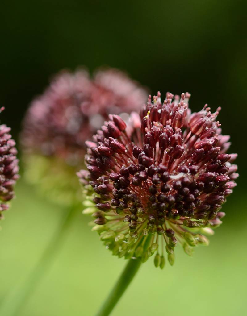 Kugellauch (Kugelköpfiger)  Allium sphaerocephalon (Kugellauch), BIO - Günstige XL-Packung