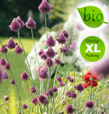 Kugellauch (Kugelköpfiger)  Allium sphaerocephalon (Kugellauch), BIO - Günstige XL-Packung