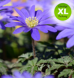 Anemone (Strahlen)  Anemone blanda 'Blue Shades' - Günstige XL-Packung
