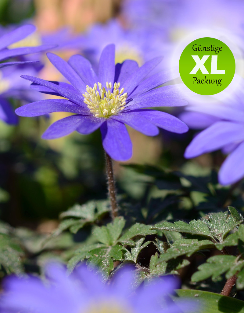 Anemone (Strahlen)  Anemone blanda 'Blue Shades' (Strahlenanemone) - Günstige XL-Packung