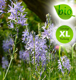 Prärielilie  Camassia leichtlinii 'Caerulea' (Prärielilie), BIO - Günstige XL-Packung