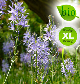 Prärielilie  Camassia leichtlinii 'Caerulea', BIO - XL-Vorteilspackung