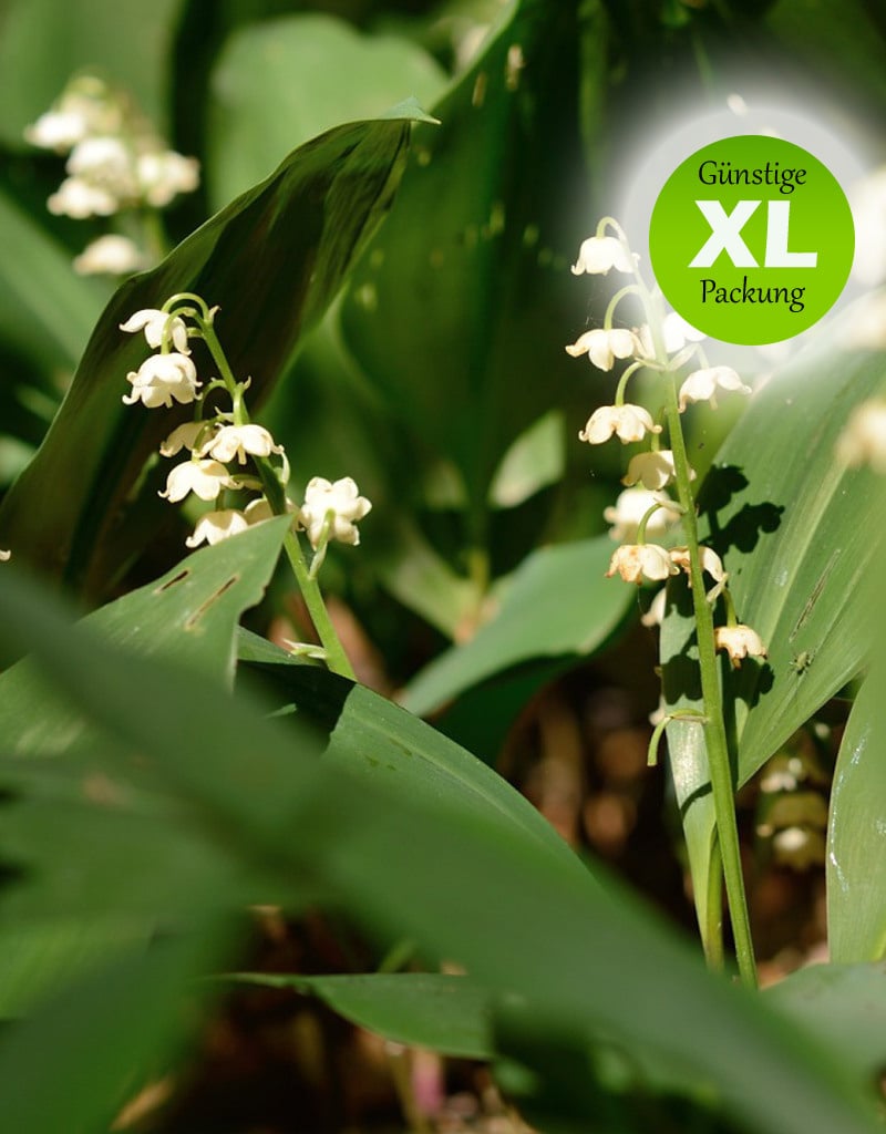 Maiglöckchen  Convallaria majalis (Maiglöckchen) - Stinsenpflanze - (100 Stück für 5m2) - Günstige XL-Packung