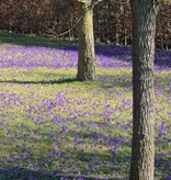 Krokus (Elfen/Dalmatiner)  Crocus tommasinianus 'Ruby Giant' (Elfen/Dalmatiner Krokus) - Stinsenpflanze - Günstige XL-Packung