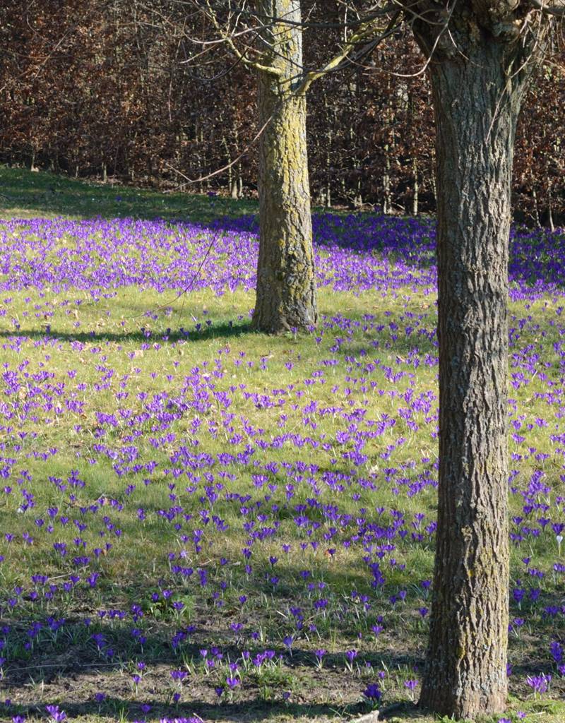 Krokus (Elfen/Dalmatiner)  Crocus tommasinianus 'Ruby Giant' (Elfen/Dalmatiner Krokus) - Stinsenpflanze - Günstige XL-Packung
