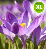 Krokus (Elfen/Dalmatiner)  Crocus tommasinianus 'Ruby Giant' (Elfen/Dalmatiner Krokus) - Stinsenpflanze - Günstige XL-Packung