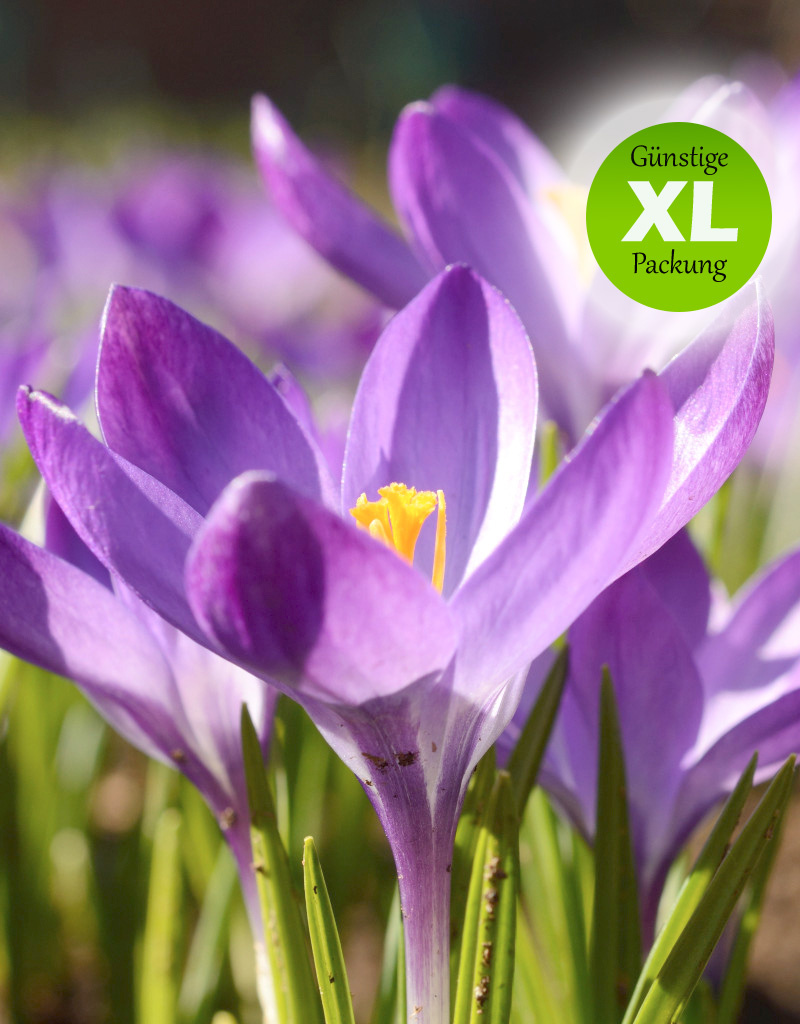 Krokus (Elfen/Dalmatiner)  Crocus tommasinianus 'Ruby Giant' (Elfen/Dalmatiner Krokus) - Stinsenpflanze - Günstige XL-Packung