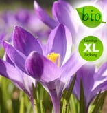 Krokus (Elfen/Dalmatiner)  Crocus tommasinianus 'Ruby Giant', BIO (Elfen/Dalmatiner Krokus) - Stinsenpflanze - Günstige XL-Packung
