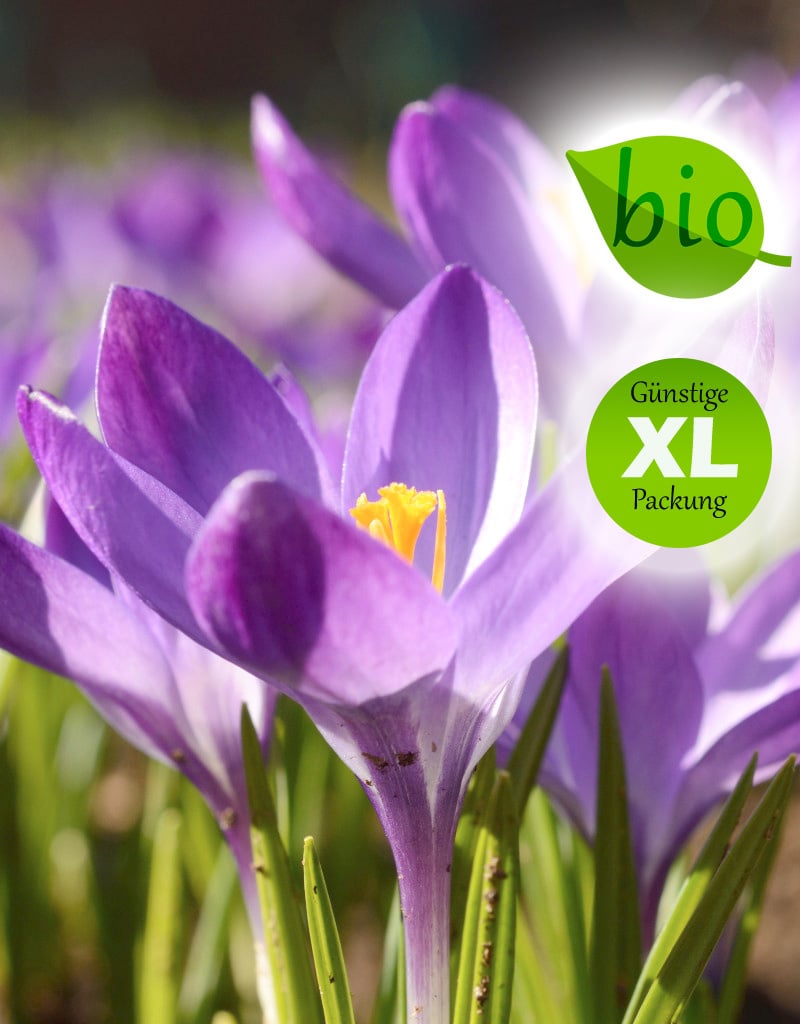 Krokus (Elfen/Dalmatiner)  Crocus tommasinianus 'Ruby Giant', BIO (Elfen/Dalmatiner Krokus) - Stinsenpflanze - Günstige XL-Packung