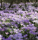 Krokus (Elfen/Dalmatiner)  Crocus tommasinianus (Elfen/Dalmatiner Krokus) - Stinsenpflanze - 200 Stück für 8m2 - Günstige XL-Packung