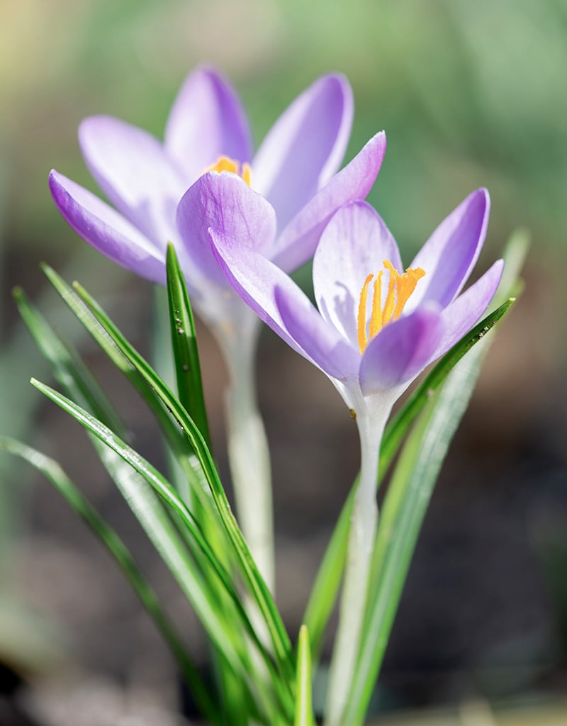 Krokus (Elfen/Dalmatiner)  Crocus tommasinianus (Elfen/Dalmatiner Krokus) - Stinsenpflanze - 200 Stück für 8m2 - Günstige XL-Packung
