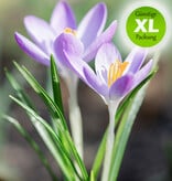 Krokus (Elfen/Dalmatiner)  Crocus tommasinianus (Elfen/Dalmatiner Krokus) - Stinsenpflanze - 200 Stück für 8m2 - Günstige XL-Packung