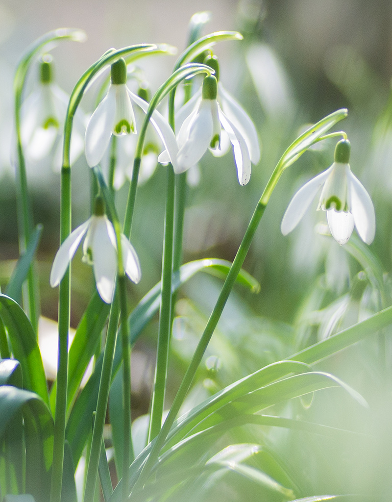 Schneeglöckchen  Galanthus einzelblühend (Schneeglöckchen) - Stinsenpflanze - (100 Stück/ 4m2) - Günstige XL-Packung