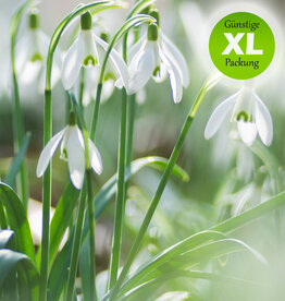Schneeglöckchen  Galanthus einzelblühend - Günstige XL-Packung
