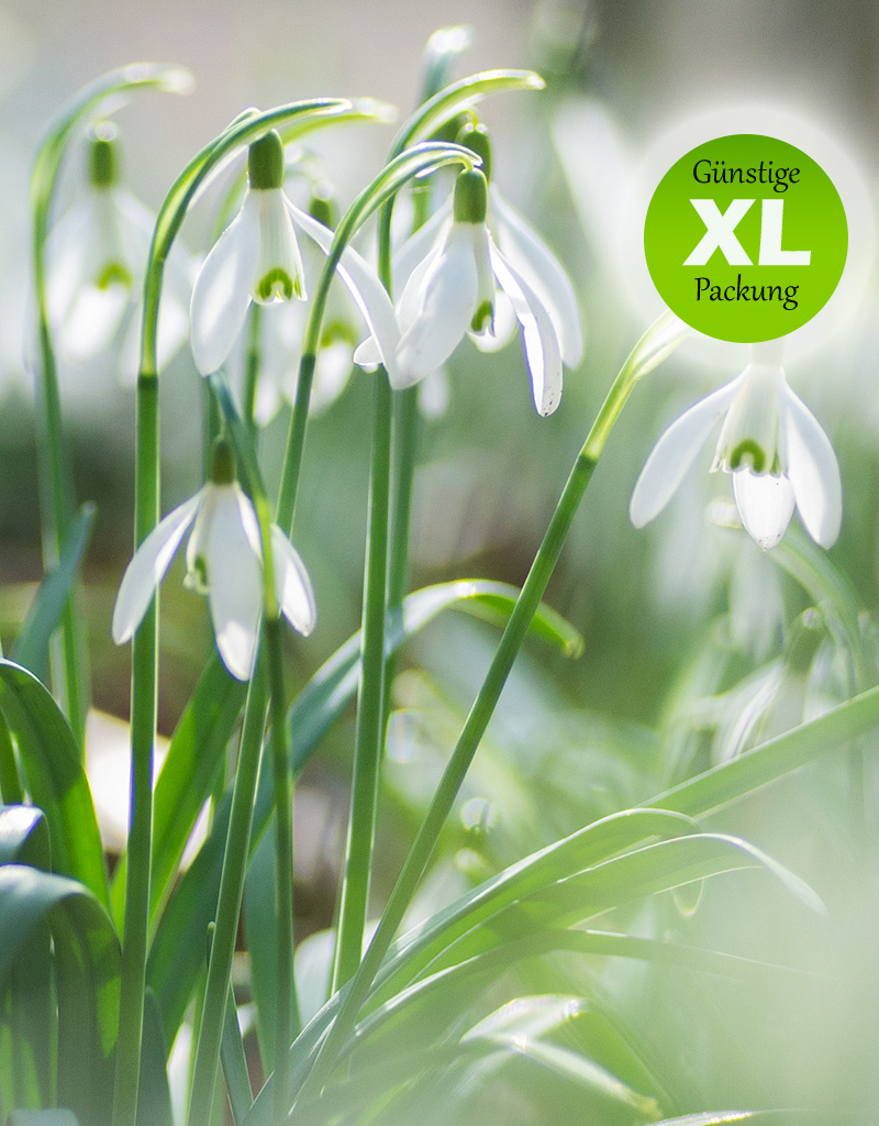 Schneeglöckchen  Galanthus einzelblühend (Schneeglöckchen) - Stinsenpflanze - (100 Stück/ 4m2) - Günstige XL-Packung