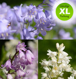 Hasenglöckchen (Spanisches)  Hyacinthoides hispanica, blau, rosa, weiss - Günstige XL-Packung