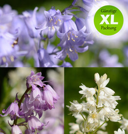 Hasenglöckchen (Spanisches)  Hyacinthoides hispanica, blau, rosa, weiss - Günstige XL-Packung