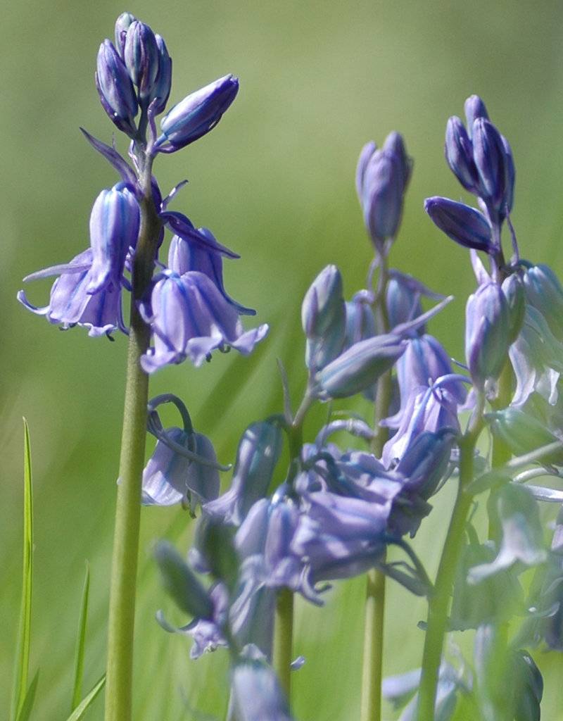 Hasenglöckchen (Atlantisches)  Hyacinthoides non-scripta (Atlantisches Hasenglöckchen) - Stinsenpflanze - 100 Stück für 4m2 - Günstige XL-Packung