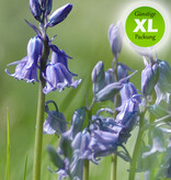 Hasenglöckchen (Atlantisches)  Hyacinthoides non-scripta (Atlantisches Hasenglöckchen) - Stinsenpflanze - 100 Stück für 4m2 - Günstige XL-Packung