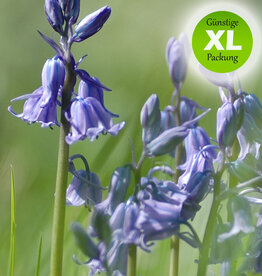 Hasenglöckchen (Atlantisches)  Hyacinthoides non-scripta - Günstige XL-Packung