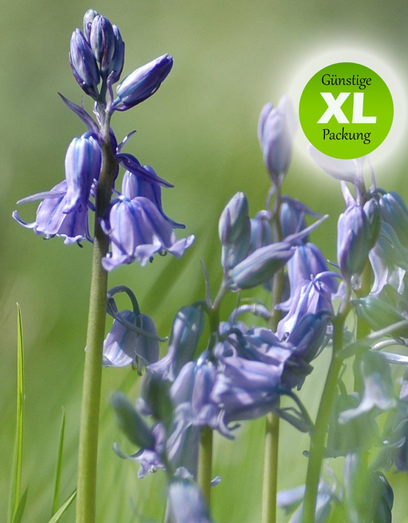 Hasenglöckchen (Atlantisches)  Hyacinthoides non-scripta (Atlantisches Hasenglöckchen) - Stinsenpflanze - 100 Stück für 4m2 - Günstige XL-Packung