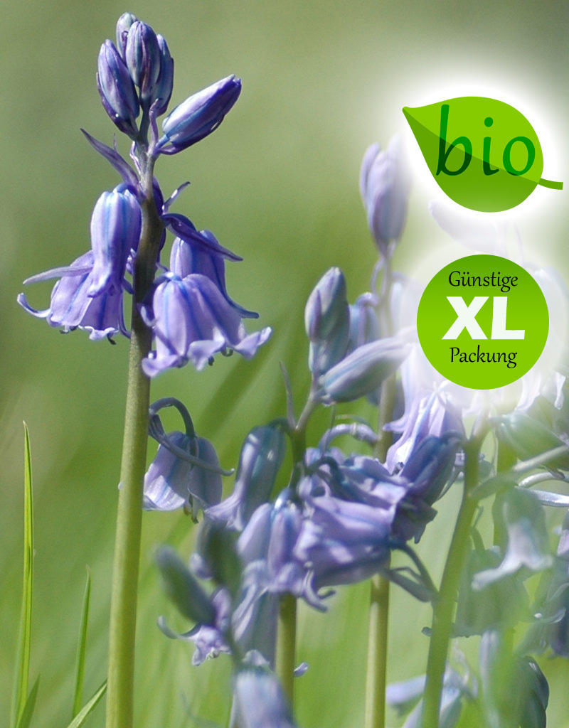 Hasenglöckchen (Atlantisches)  Hyacinthoides non-scripta, blau, BIO (Atlantisches Hasenglöckchen) - Stinsenpflanze - Günstige XL-Packung