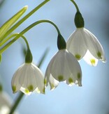 Sommer-Knotenblume  Leucojum aestivum 'Gravitye Giant', BIO (Sommer-Knotenblume) - Stinsenpflanze - Günstige XL-Packung
