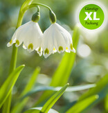 Märzenbecher  Leucojum vernum (Märzenbecher) - Stinsenpflanze - Günstige XL-Packung
