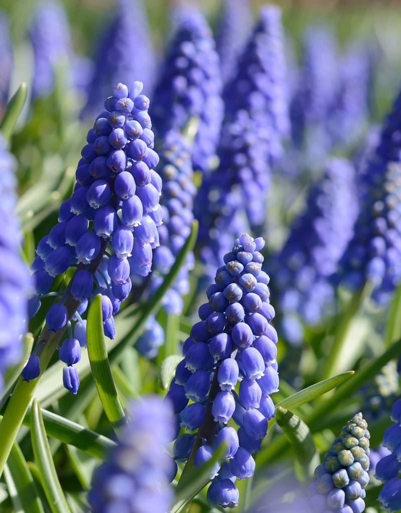 Traubenhyazinthe  Muscari armeniacum (Armenische Traubenhyazinthe), BIO - Günstige XL-Packung