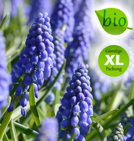 Traubenhyazinthe  Muscari armeniacum, BIO - Günstige XL-Packung
