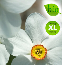 Narzisse (Dichter)  Narcissus poeticus var. recurvus, BIO - Günstige XL-Packung