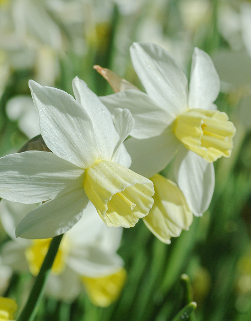 Narzisse  Narcissus 'Sailboat', BIO - XL-Vorteilspackung