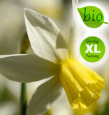 Narzisse  Narcissus 'Sailboat', BIO - Günstige XL-Packung