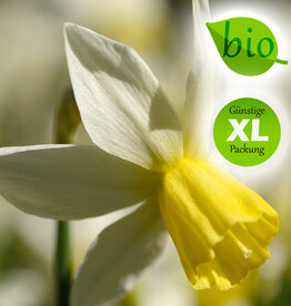 Narzisse  Narcissus 'Sailboat', BIO - XL-Vorteilspackung