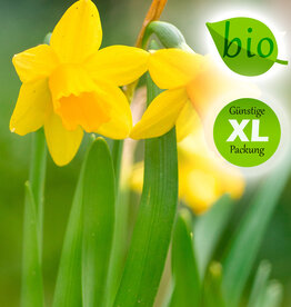 Narzisse  Narcissus 'Tête-à-Tête', BIO - XL-Vorteilspackung