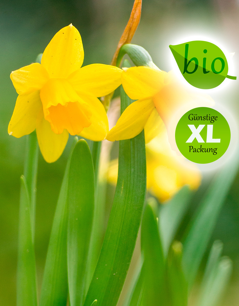 Narzisse  Narcissus 'Tête-à-Tête', BIO - XL-Vorteilspackung