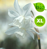 Narzisse  Narcissus 'Thalia', BIO - XL-Vorteilspackung
