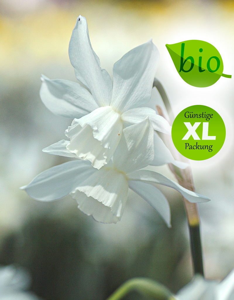 Narzisse  Narcissus 'Thalia', BIO - XL-Vorteilspackung