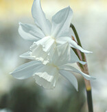 Narzisse  Narcissus 'Thalia', BIO - XL-Vorteilspackung