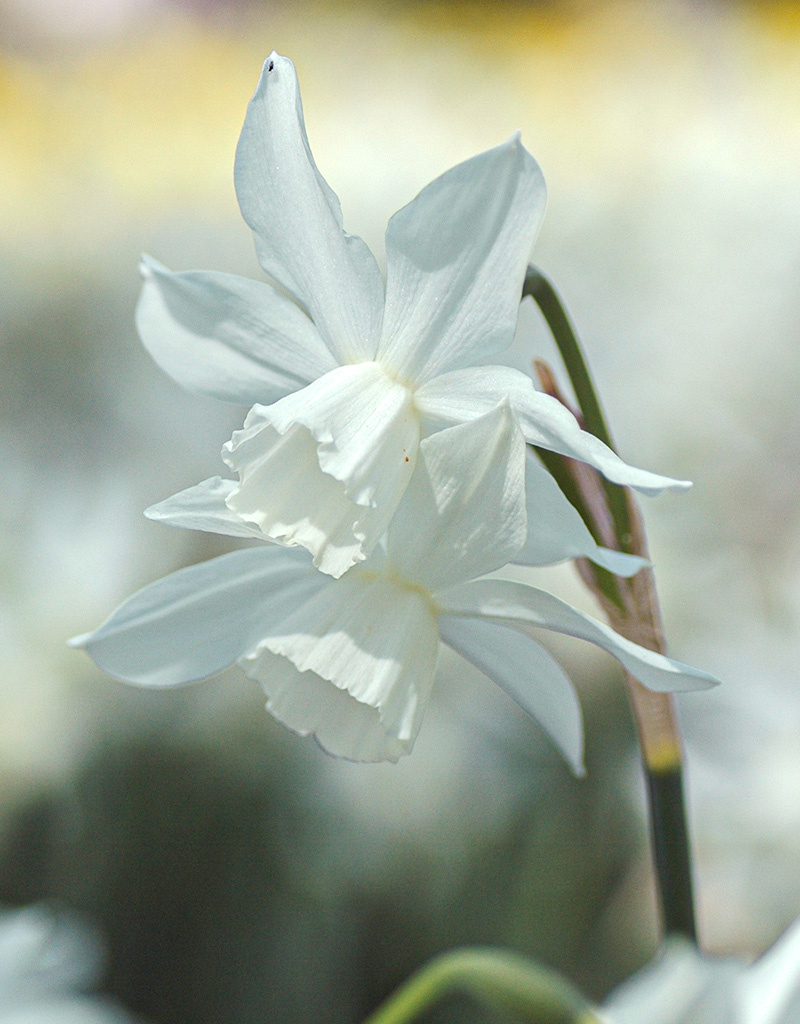 Narzisse  Narcissus 'Thalia', BIO - Günstige XL-Packung
