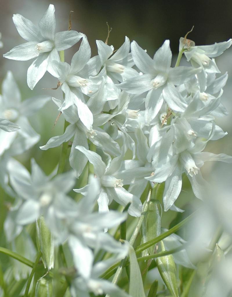 Vogelmilch (Nickende)  Ornithogalum nutans (Nickende Vogelmilch) - Stinsenpflanze - Günstige XL-Packung