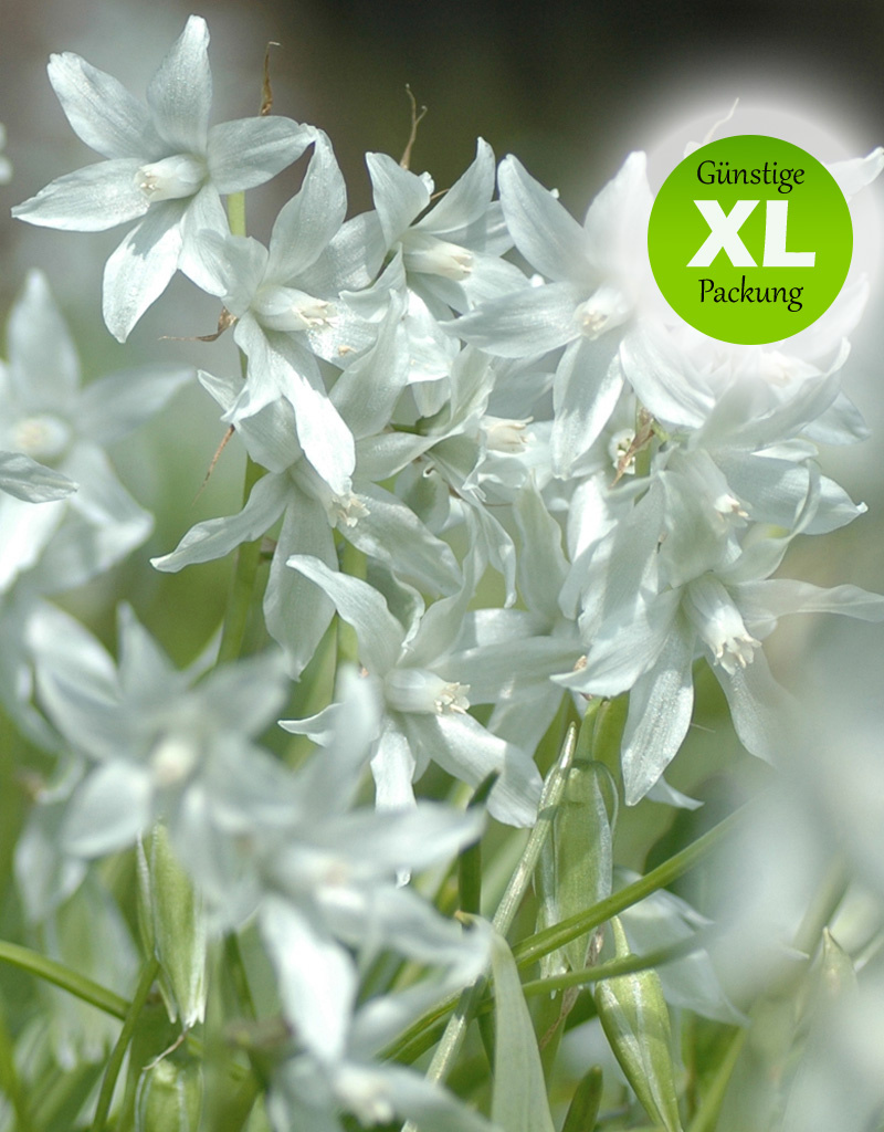 Vogelmilch (Nickende)  Ornithogalum nutans (Nickende Vogelmilch) - Stinsenpflanze - Günstige XL-Packung