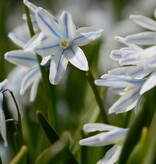 Kegelblume  Puschkinia scilloides var. Libanotica (Libanon-Kegelblume) - Stinsenpflanze - Günstige XL-Packung