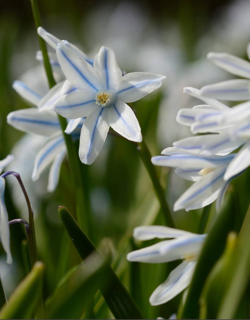 Kegelblume  Puschkinia scilloides var. Libanotica (Libanon-Kegelblume) - Stinsenpflanze - Günstige XL-Packung