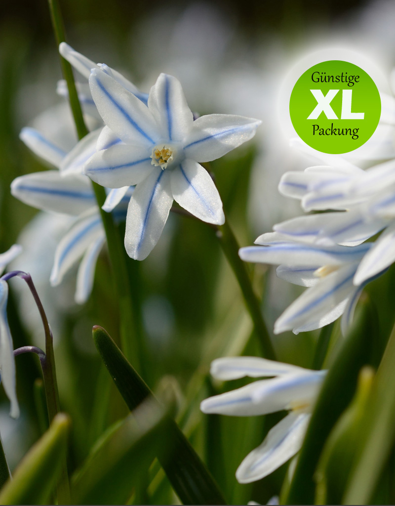 Kegelblume  Puschkinia scilloides var. Libanotica (Libanon-Kegelblume) - Stinsenpflanze - Günstige XL-Packung