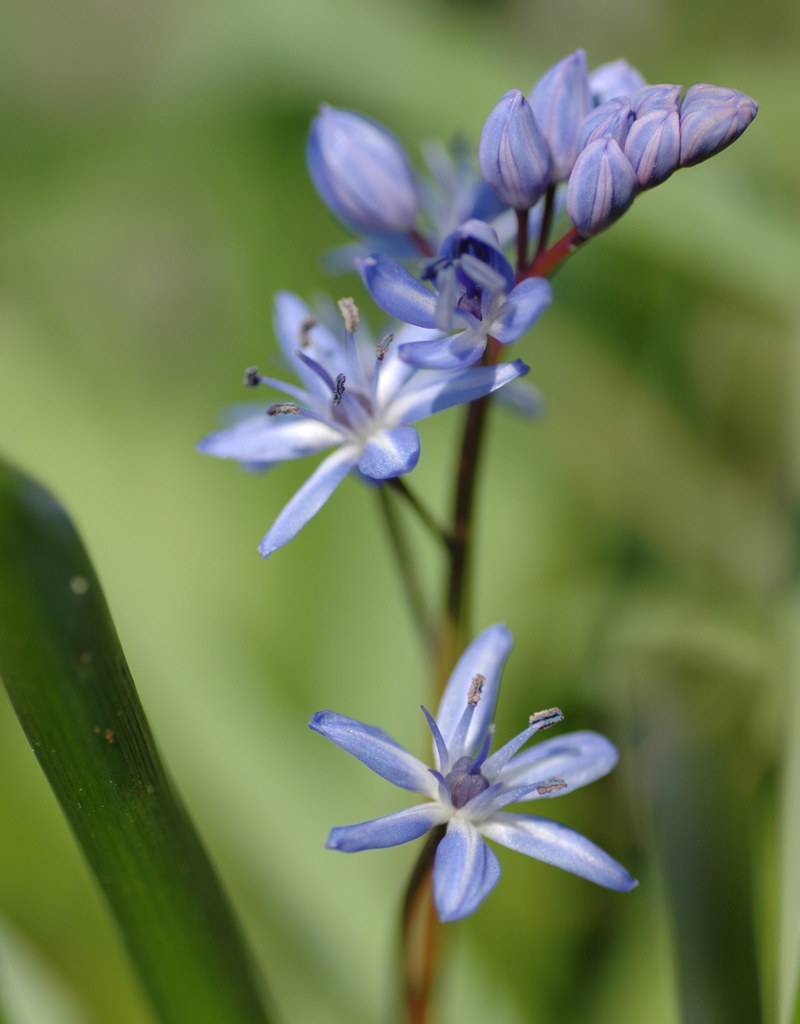 Blaustern (Zweiblättriger)  Scilla bifolia (Zweiblättriger Blaustern) - Stinsenpflanze - Günstige XL-Packung