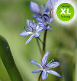 Blaustern (Zweiblättriger)  Scilla bifolia (Zweiblättriger Blaustern) - Stinsenpflanze - Günstige XL-Packung